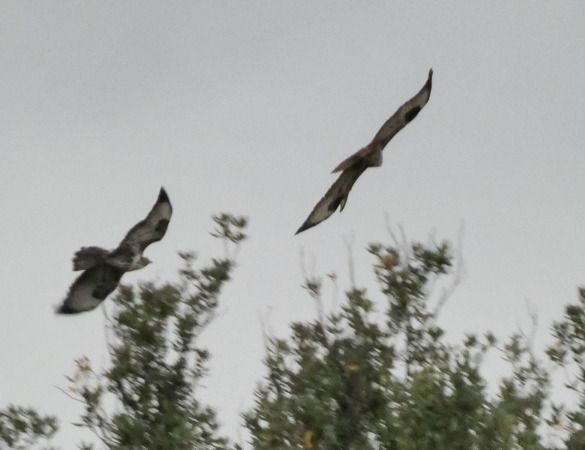 Poiana  - Massimo Angei