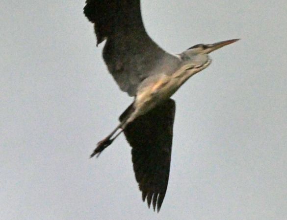 Airone cenerino  - Massimo Angei