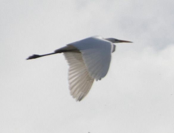 Airone bianco  - Massimo Angei