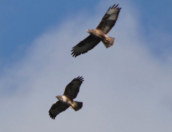 Mäusebussard  - Massimo Angei