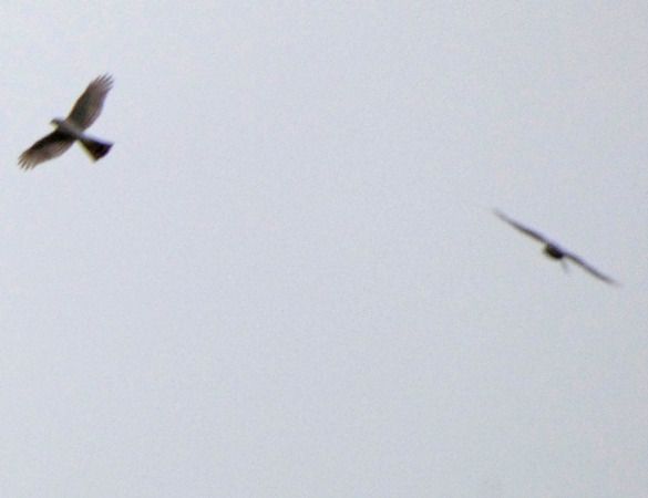 Épervier d'Europe  - Massimo Angei