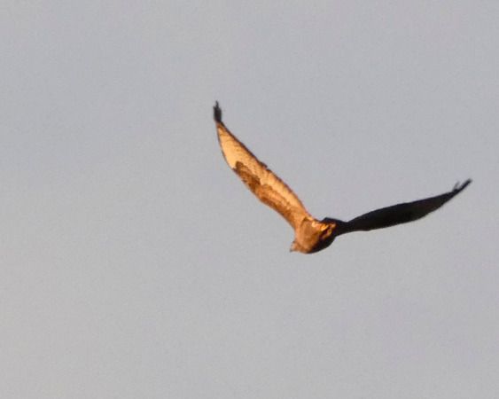 Poiana  - Massimo Angei