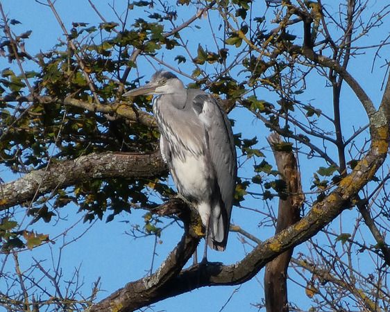 Airone cenerino  - Massimo Angei