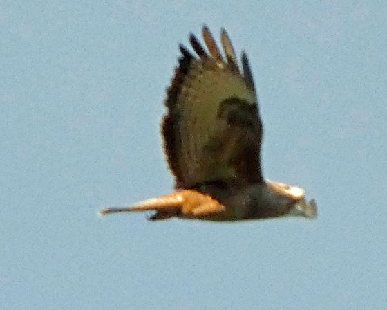 Poiana  - Massimo Angei