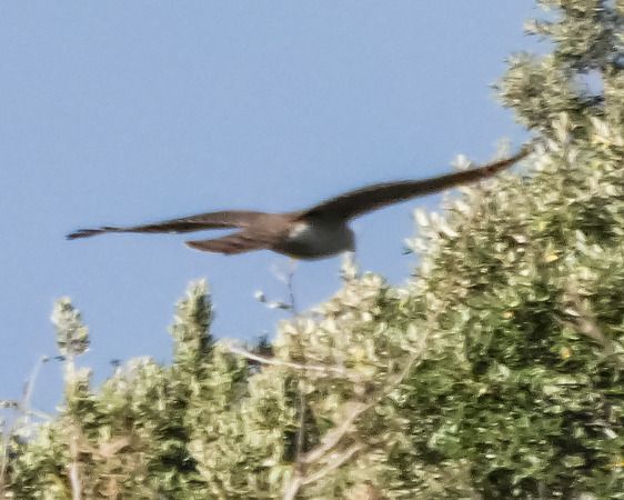 Sparviere  - Massimo Angei