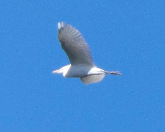 Airone guardabuoi  - Massimo Angei