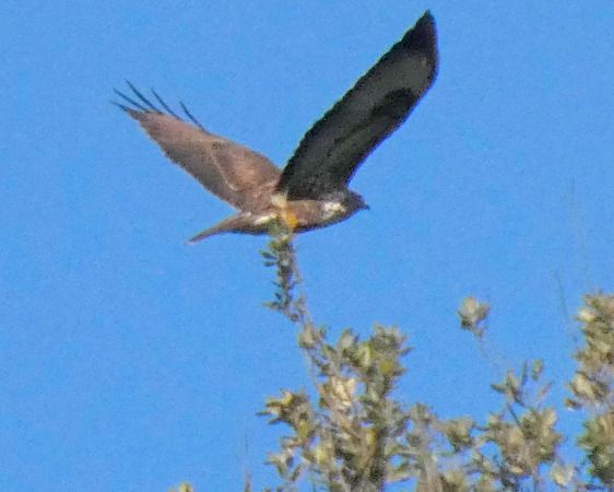 Poiana  - Massimo Angei