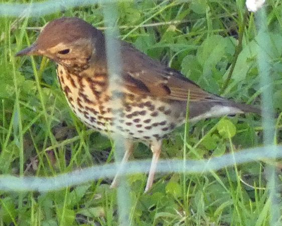 Tordo bottaccio  - Massimo Angei