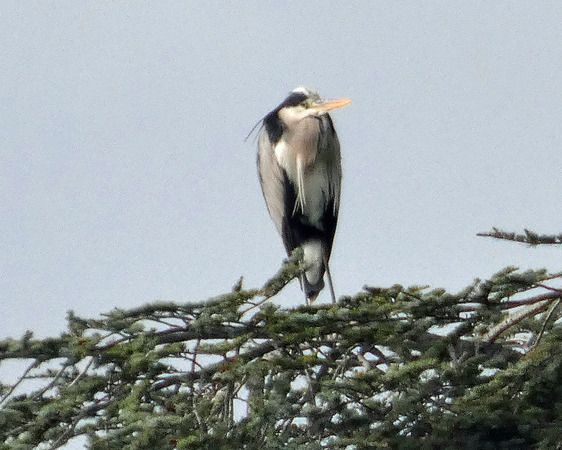 Airone cenerino  - Massimo Angei
