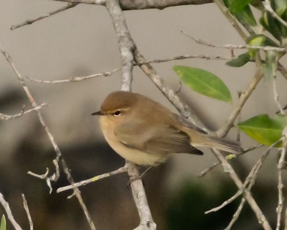 Luì piccolo  - Massimo Angei