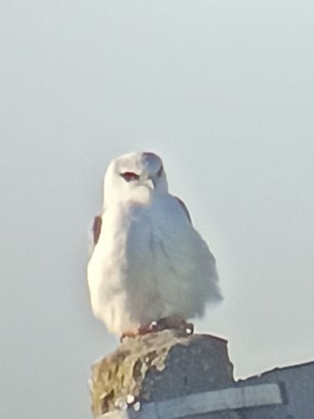 Nibbio bianco  - Simona Luchetti