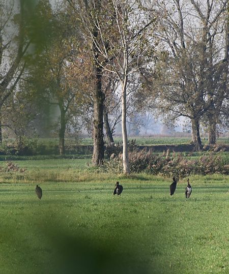Cicogna nera  - Luca Bianchi