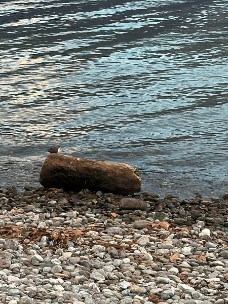 Merlo acquaiolo  - Barbara Schulte