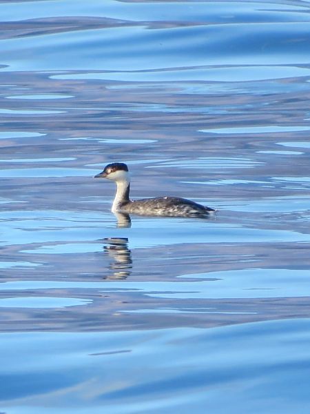 Svasso cornuto  - Monica Carabella