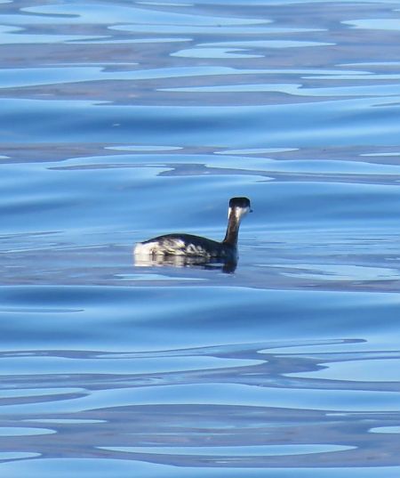 Svasso cornuto  - Monica Carabella