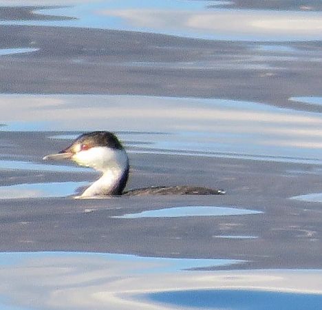 Svasso cornuto  - Monica Carabella