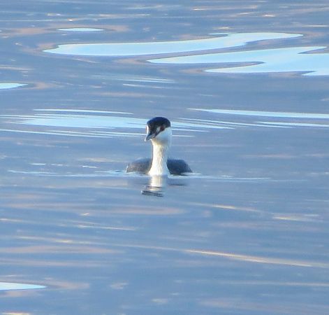 Svasso cornuto  - Monica Carabella