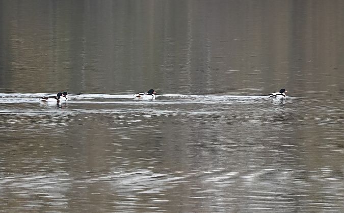 Volpoca  - Fabio Moretto