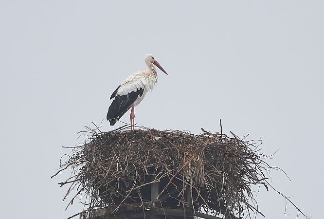 Cicogna bianca  - Fabio Moretto
