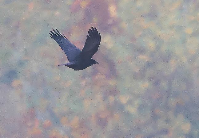 Corvo comune  - Fabio Moretto