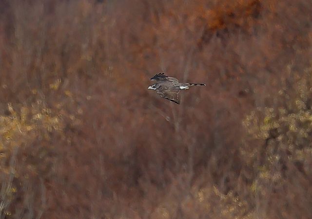 Astore  - Fabio Moretto