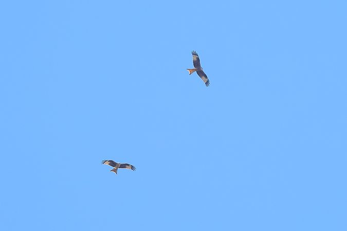 Nibbio reale  - Fabio Moretto