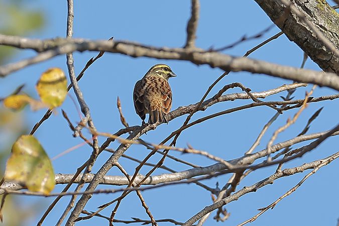 Zigolo nero  - Fabio Moretto