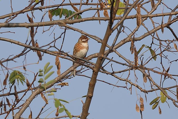 Zigolo golarossa  - Fabio Moretto