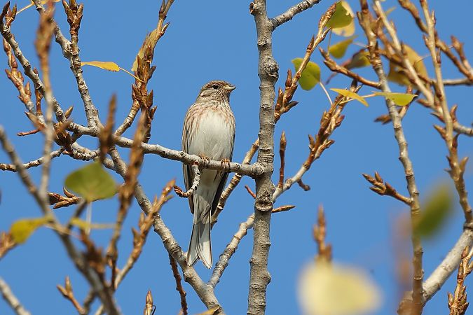 Zigolo golarossa  - Fabio Moretto