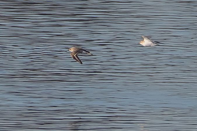 Piovanello pancianera  - Fabio Moretto