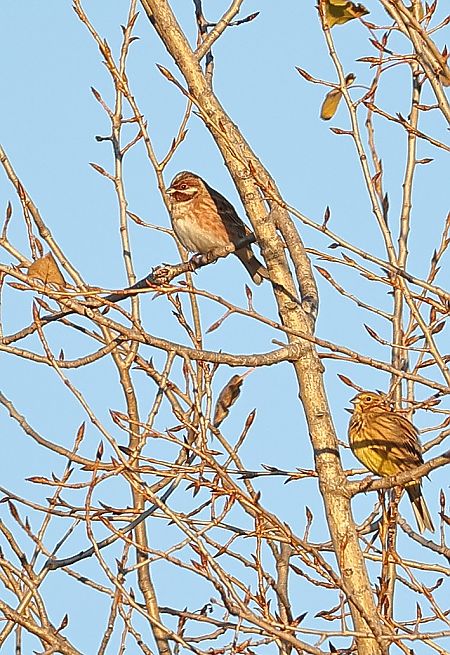 Zigolo golarossa  - Fabio Moretto