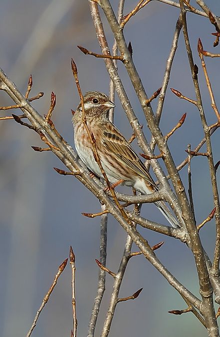 Ibrido Zigolo giallo x golarossa  - Fabio Moretto