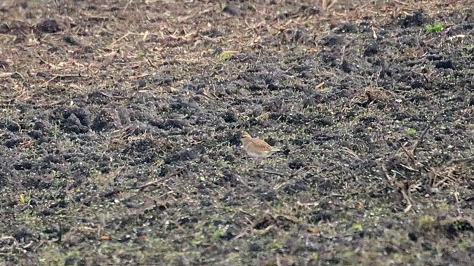 Piviere tortolino  - Vanni Bellettato