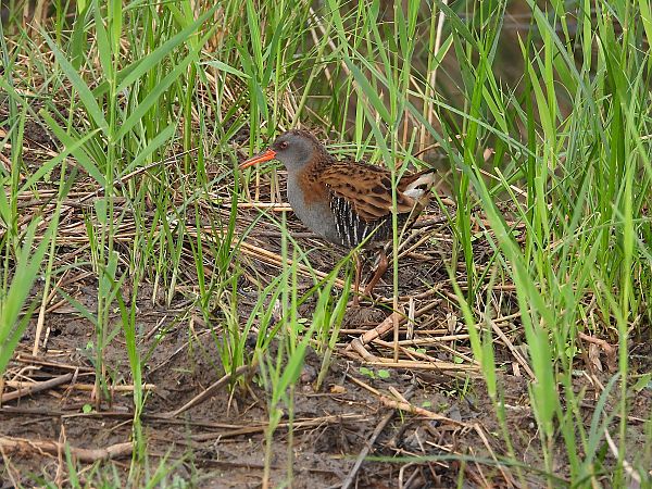 Porciglione  - Danilo Ortenzi