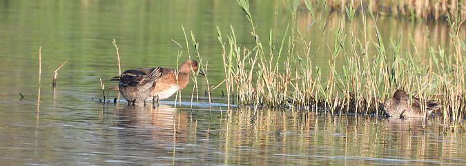 Pfeifente  - Danilo Ortenzi