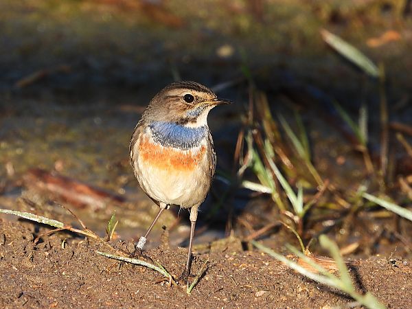 Pettazzurro  - Danilo Ortenzi