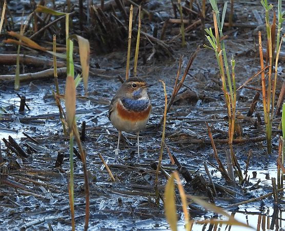 Blaukehlchen  - Danilo Ortenzi