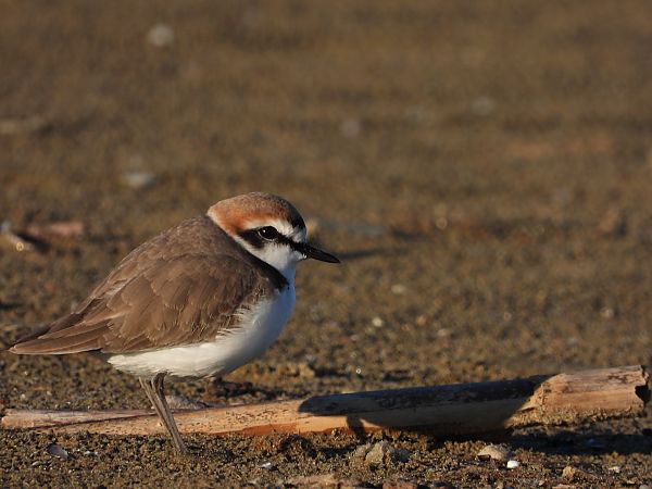 Fratino  - Danilo Ortenzi