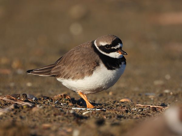 Corriere grosso  - Danilo Ortenzi