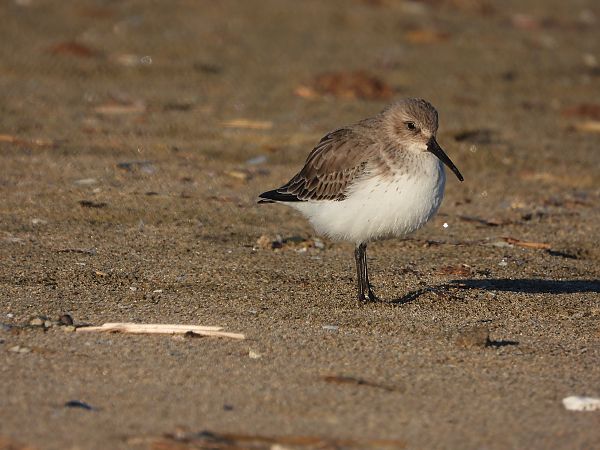 Piovanello pancianera  - Danilo Ortenzi