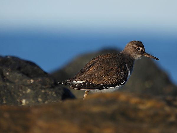Piro-piro piccolo  - Danilo Ortenzi