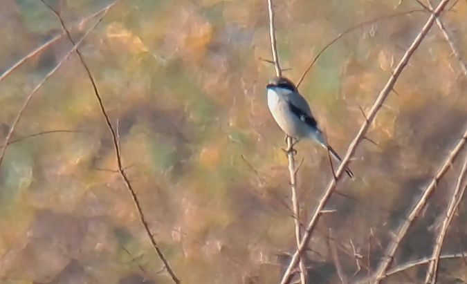 Averla meridionale  - Luca Giussani