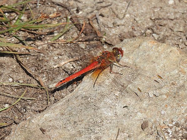 Sympetrum fonscolombei  - Stefano Boccardi