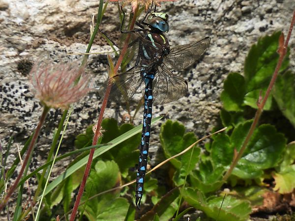 Aeshna juncea  - Stefano Boccardi