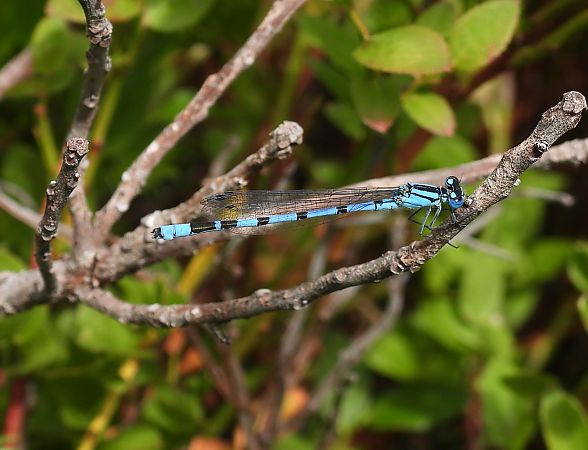 Enallagma cyathigerum  - Stefano Boccardi