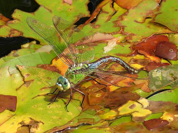 Anax imperator  - Stefano Boccardi