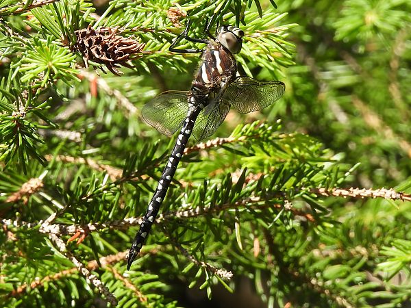 Aeshna juncea  - Stefano Boccardi