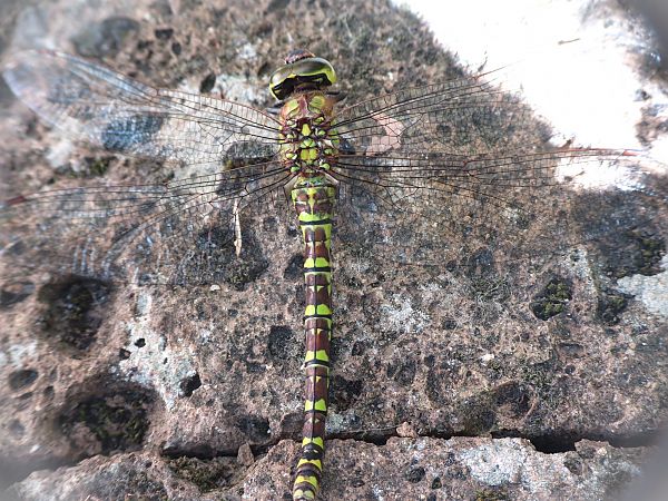 Aeshna cyanea  - Stefano Boccardi