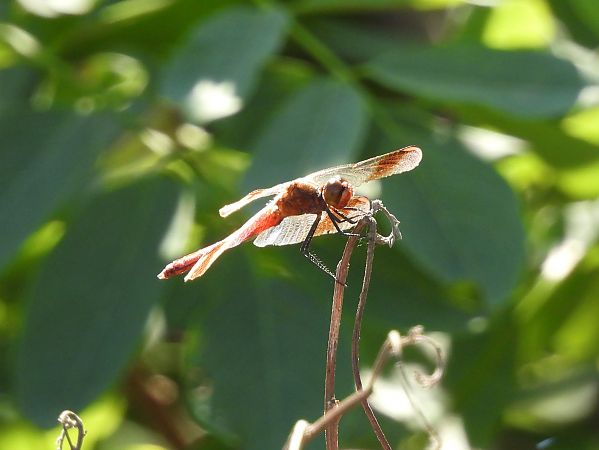 Sympetrum pedemontanum  - Stefano Boccardi