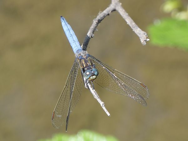 Orthetrum coerulescens  - Stefano Boccardi